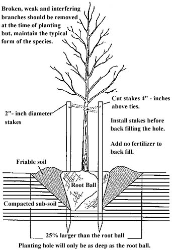 planting a tree diagram